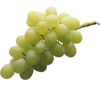 A bunch of green grapes