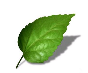 A green leaf