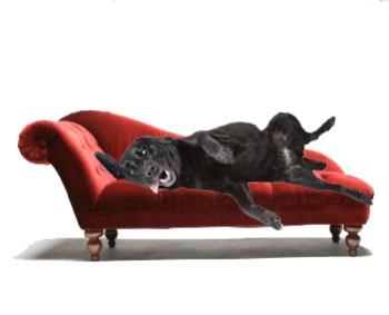 Jet lounging on a red chaise lounge 